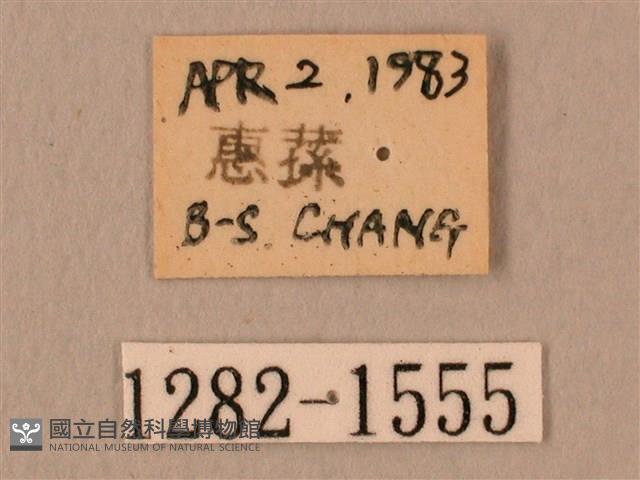 白星天蛾藏品圖，第3張