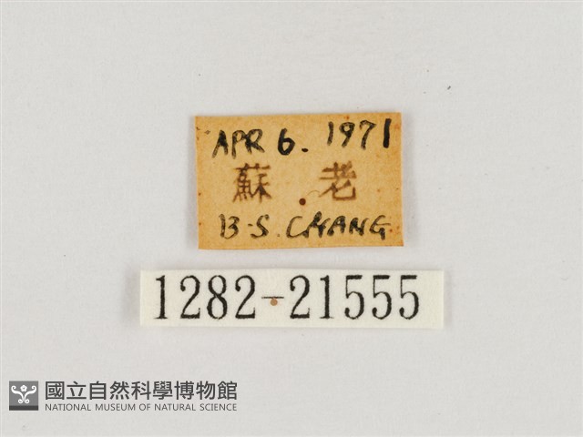 淺色眉眼蝶藏品圖，第3張