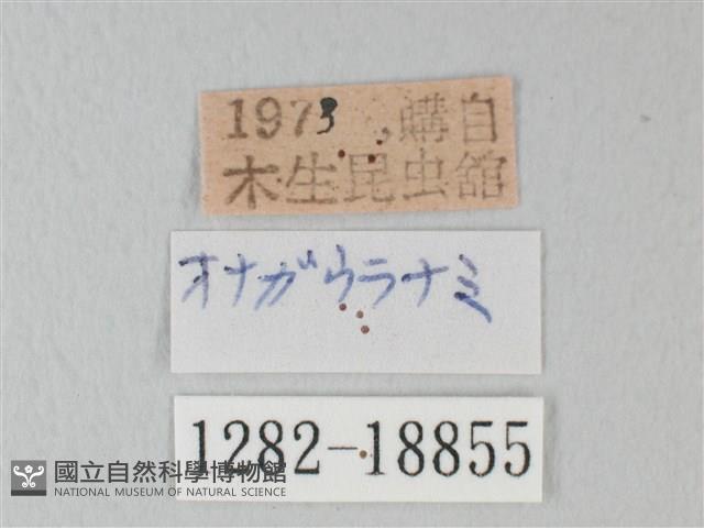 青珈波灰蝶藏品圖，第3張