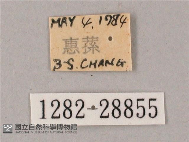 綠背斜紋天蛾藏品圖，第3張