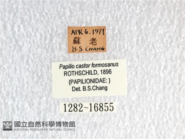 無尾白紋鳳蝶藏品圖，第3張