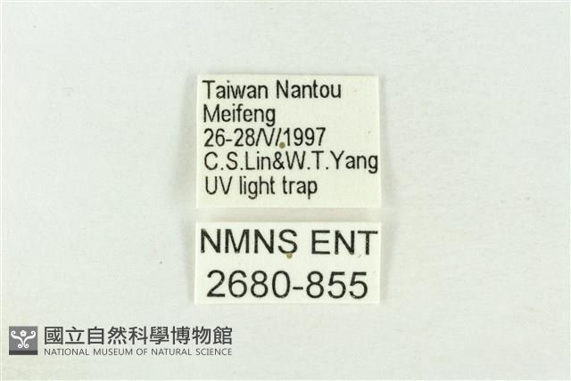 棍棒污燈蛾藏品圖，第3張