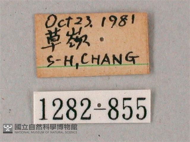 雙斑白肩天蛾藏品圖，第3張