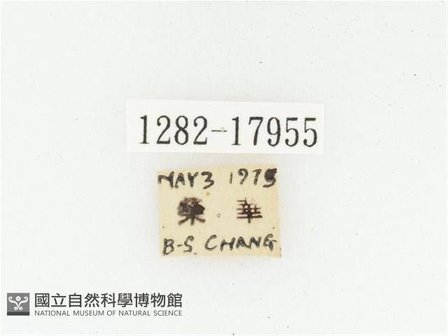 血紅虎斑花金龜藏品圖，第2張