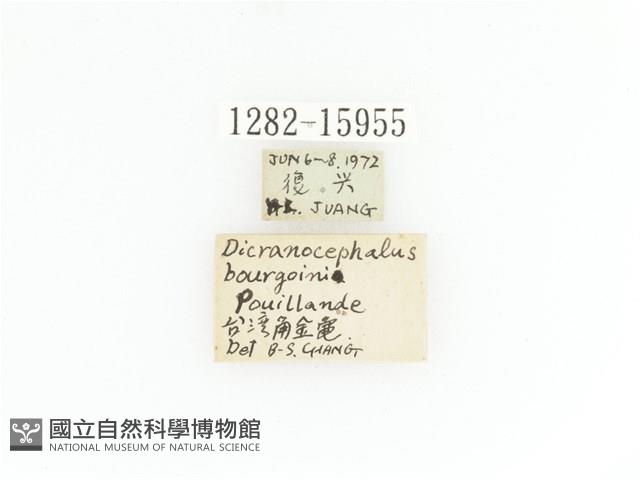 臺灣角金龜藏品圖，第2張