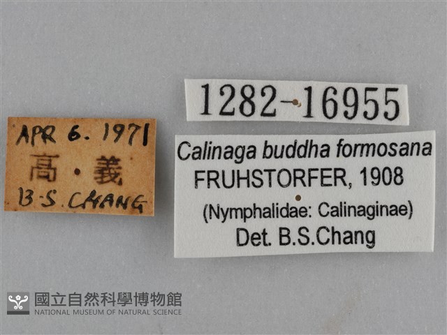 臺灣絹蛺蝶藏品圖，第3張