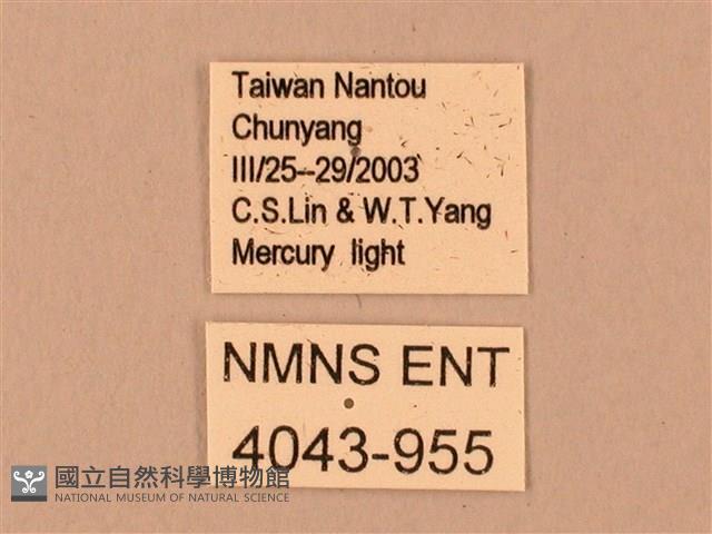 臺灣鋸翅天蛾藏品圖，第3張