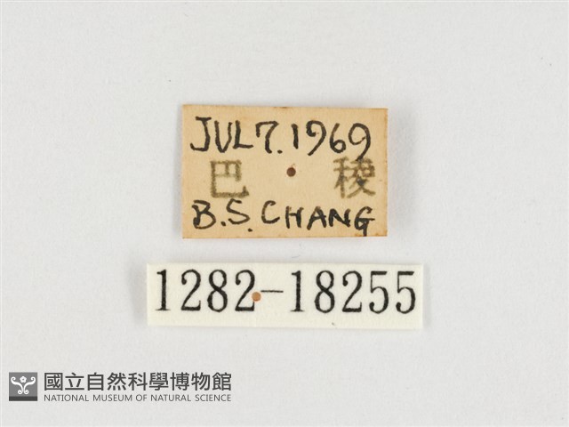 臺灣翠蛺蝶藏品圖，第3張