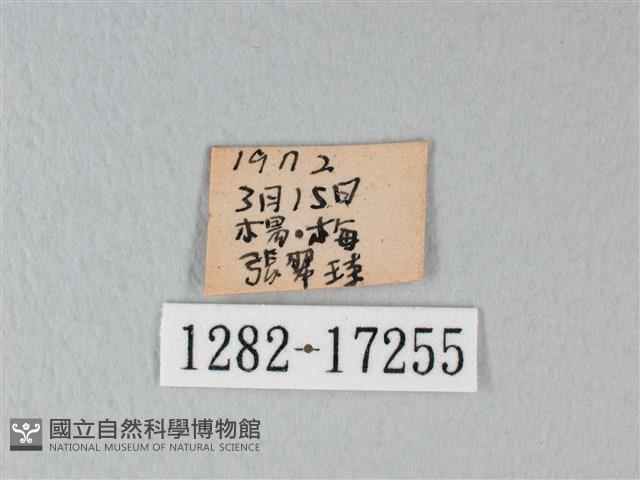 白粉蝶、紋白蝶藏品圖，第3張