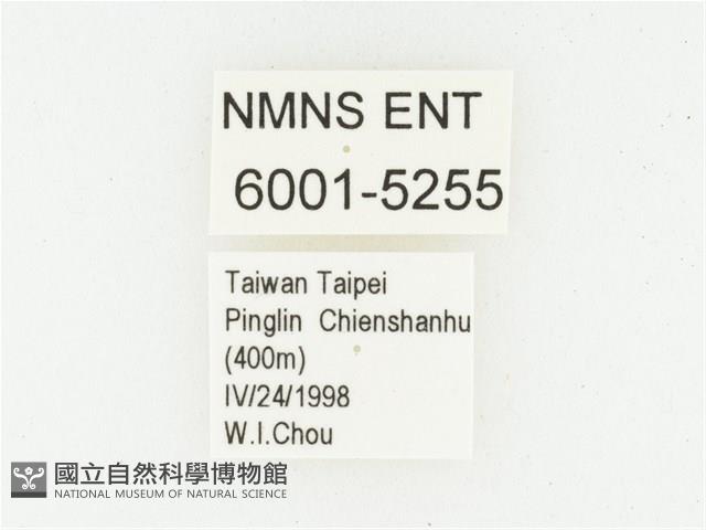 血紅虎斑花金龜藏品圖，第2張