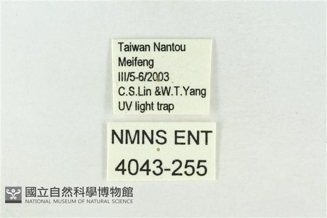 連珠波紋蛾藏品圖，第3張