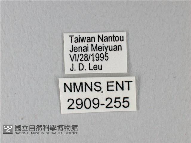 異粉蝶、雌白黃蝶藏品圖，第3張