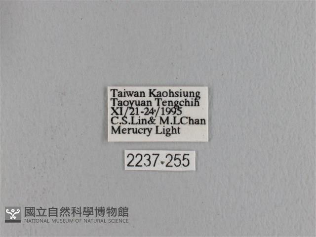 波紋枯葉蛾藏品圖，第3張