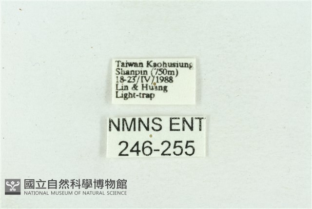 菊池污燈蛾藏品圖，第3張