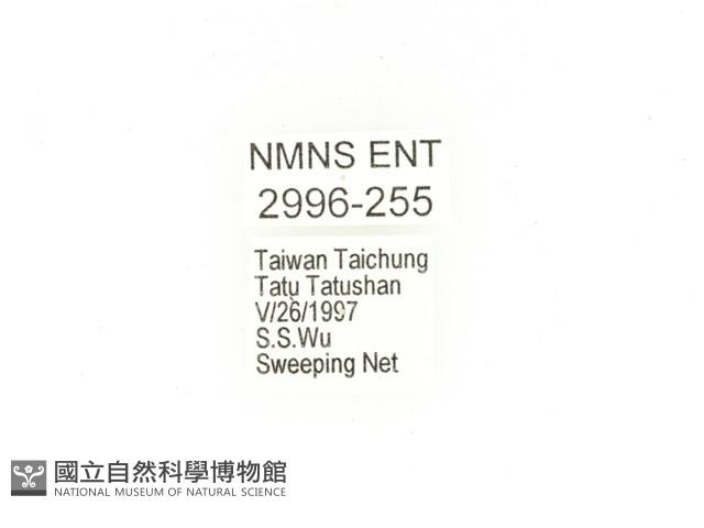 東方白點花金龜藏品圖，第2張