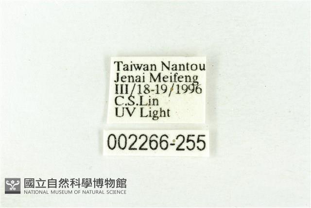 樹形尺蛾藏品圖，第3張