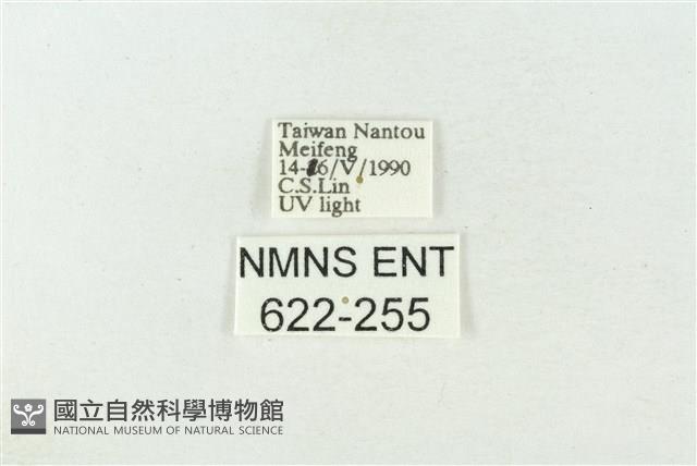 棍棒污燈蛾藏品圖，第3張