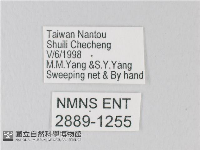 靛色琉灰蝶藏品圖，第3張
