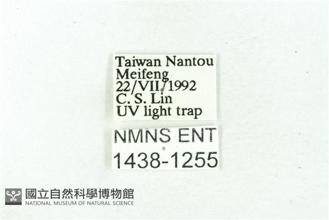 臺雪苔蛾藏品圖，第3張