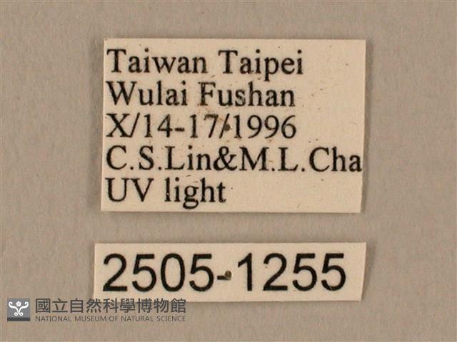 棕綠背線天蛾藏品圖，第3張