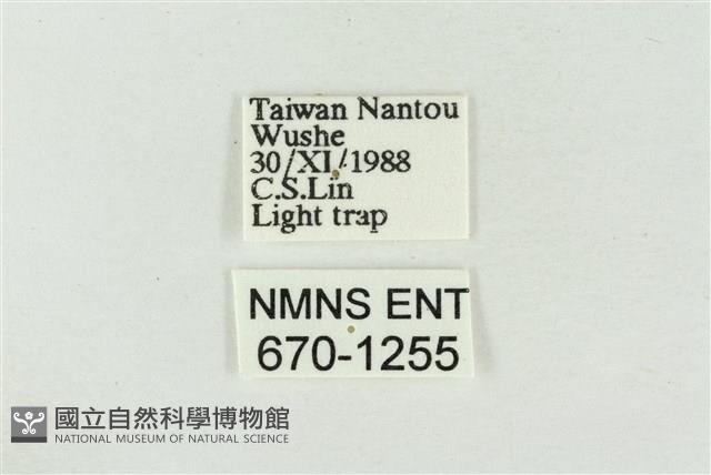 印華波紋蛾藏品圖，第3張