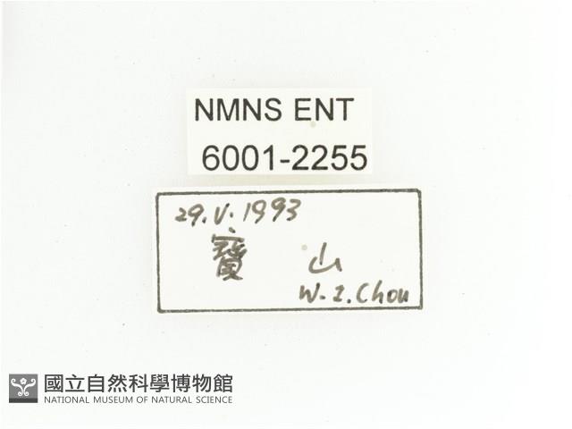 綠艷金龜藏品圖，第2張