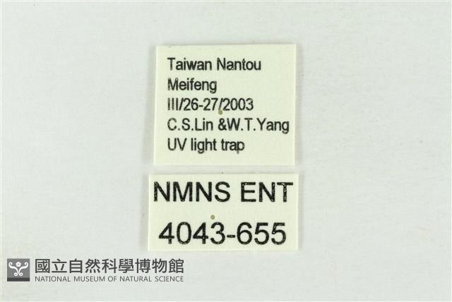 連珠波紋蛾藏品圖，第3張