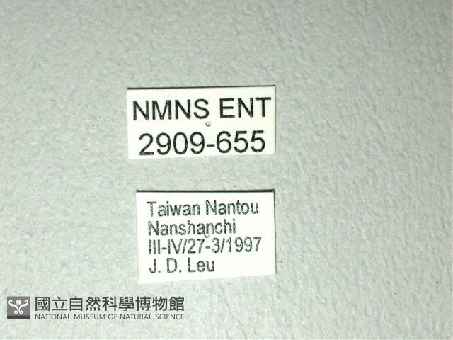 斑鳳蝶藏品圖，第3張