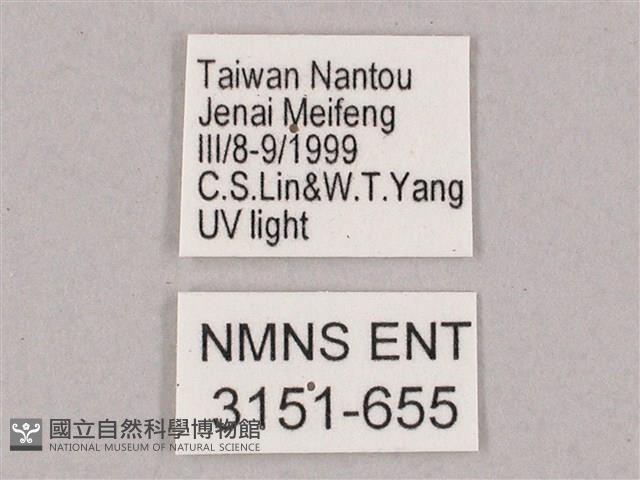 井上氏絨毛天蛾藏品圖，第3張