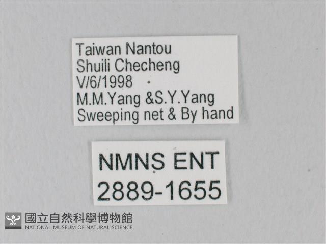靛色琉灰蝶藏品圖，第3張