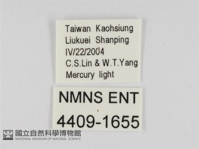 線紋篩蛾藏品圖，第3張