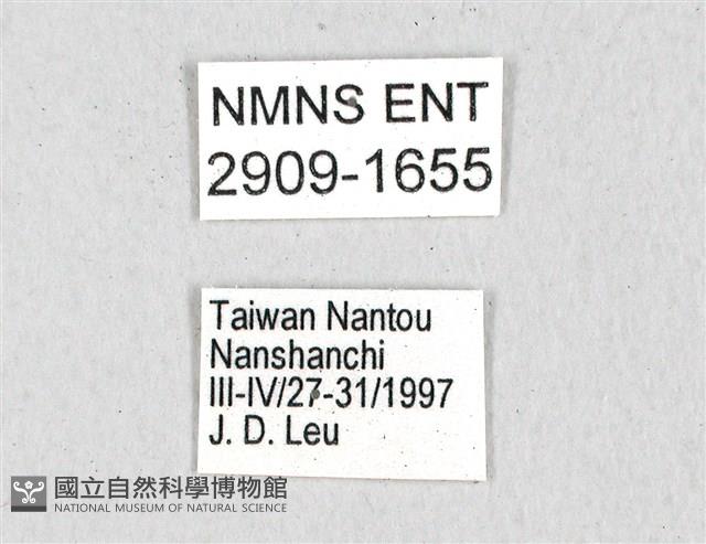 斑鳳蝶藏品圖，第3張