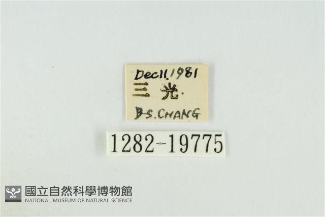 黑翅黃毒蛾藏品圖，第3張