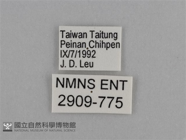 異紋紫斑蝶藏品圖，第3張