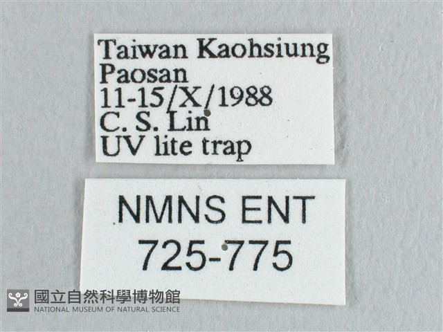 彎黑黃鉤蛾藏品圖，第3張