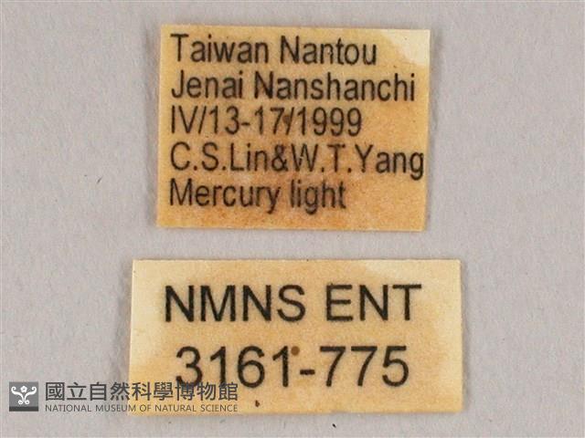 栗六點天蛾藏品圖，第3張