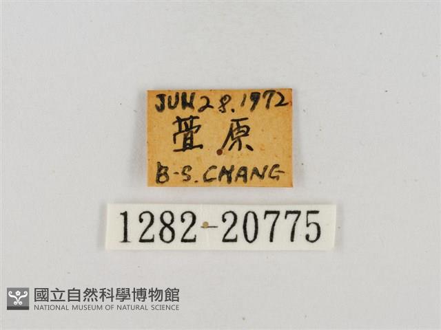 臺灣流星弄蝶藏品圖，第3張