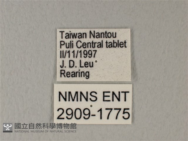 白粉蝶、紋白蝶藏品圖，第3張
