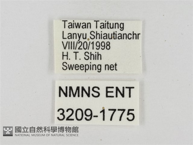 薑弄蝶藏品圖，第3張