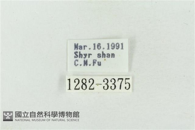 印華波紋蛾藏品圖，第3張