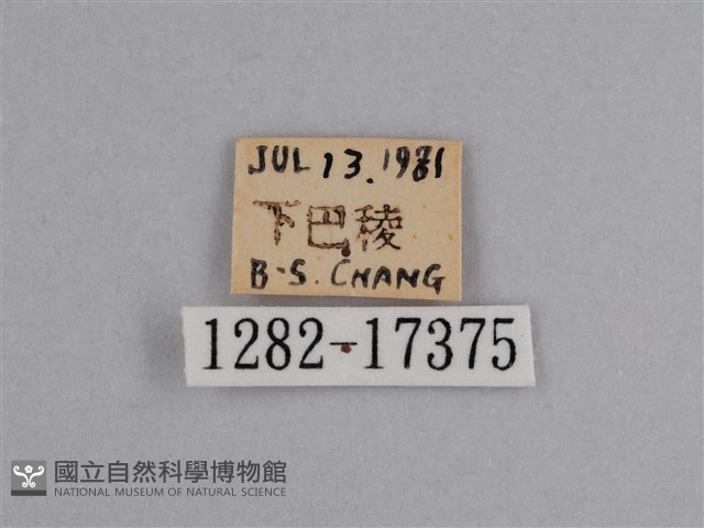 豔粉蝶藏品圖，第3張