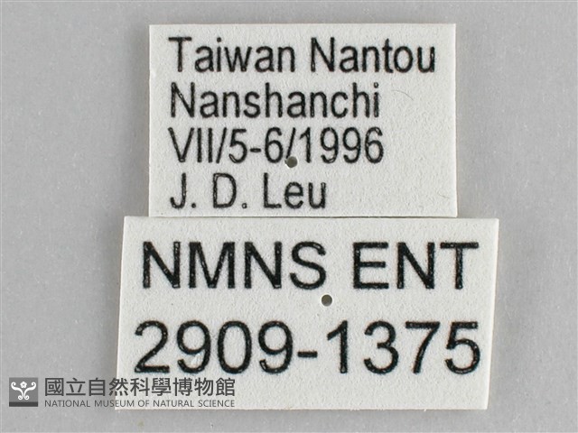 鋸粉蝶藏品圖，第3張