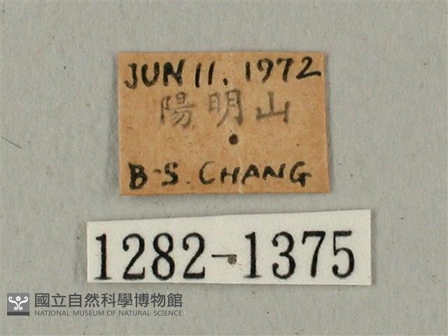 蝦殼天蛾藏品圖，第3張