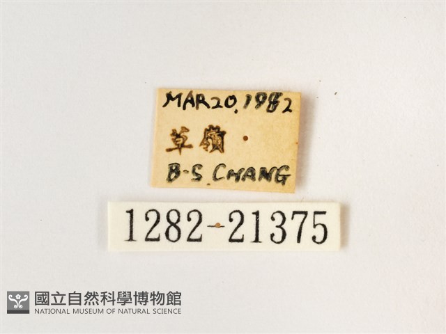 淺色眉眼蝶藏品圖，第3張