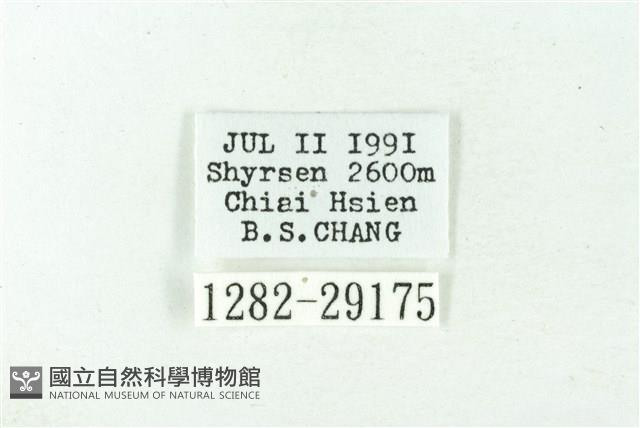 赭新污燈蛾藏品圖，第3張