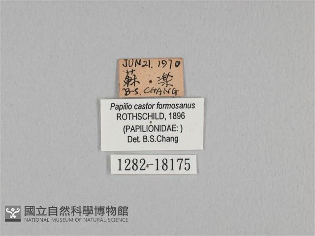 無尾白紋鳳蝶藏品圖，第3張