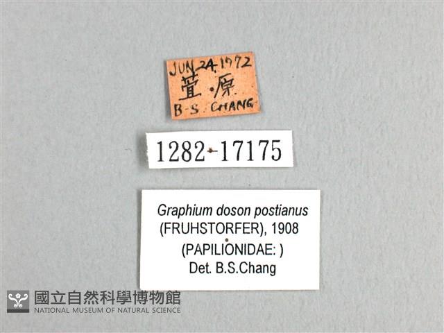 木蘭青鳳蝶藏品圖，第3張