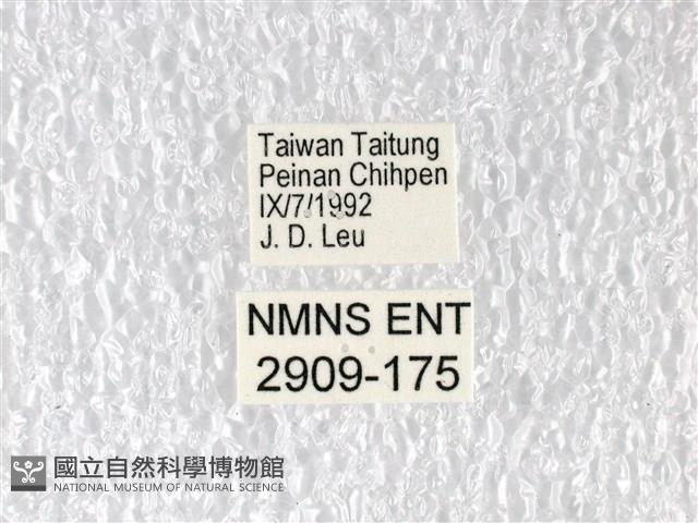 多姿麝鳳蝶藏品圖，第3張