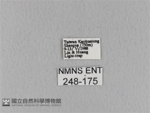 青枯葉蛾藏品圖，第3張