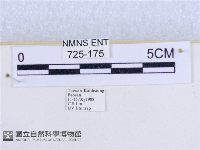 粉蝶燈蛾藏品圖，第3張